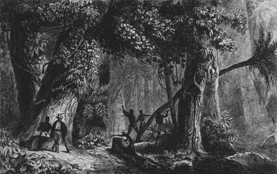 Forest Opening from 